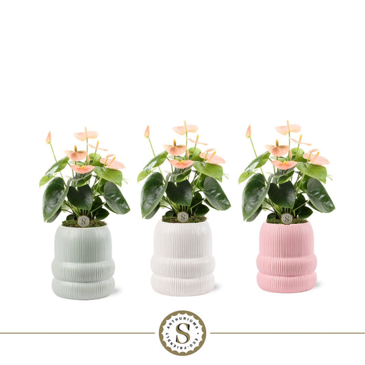 Anthurium Spirit 25cm 9cm Pot