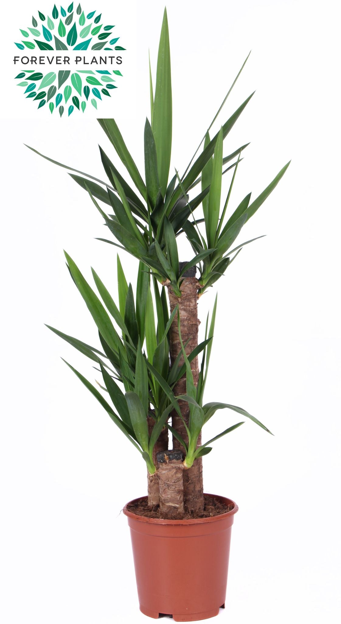 Yucca elephantipes 95cm 21cm Pot