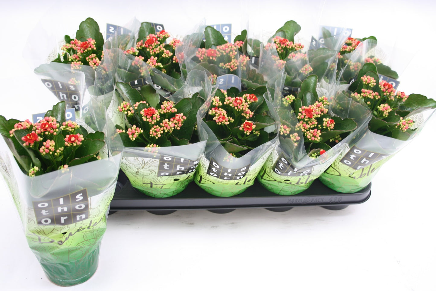 Kalanchoe Rubio Red 24cm 12cm Pot