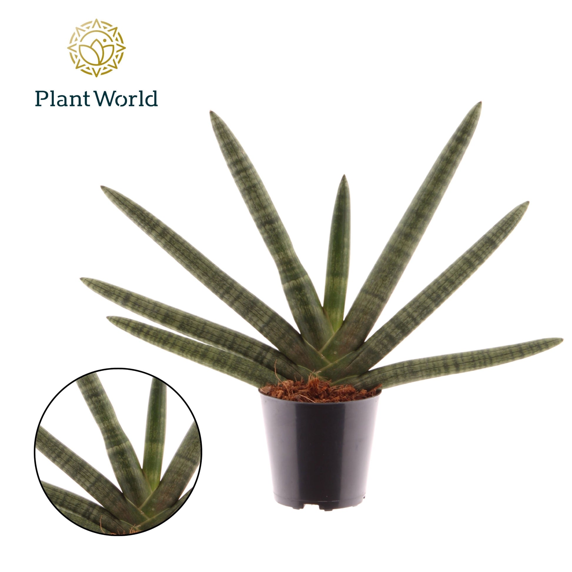Sansevieria cyl. Skyline 35cm 12cm Pot