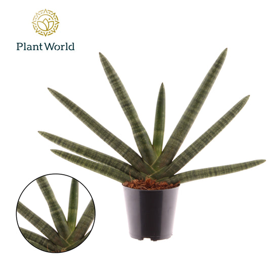 Sansevieria cyl. Skyline 35cm 12cm Pot