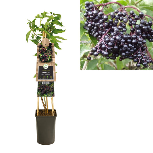 Sambucus nig. Haschberg 75cm 17cm Pot