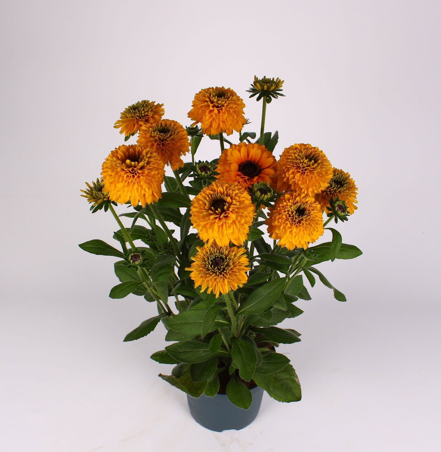 Rudbeckia Sunbeckia 55cm 19cm Pot