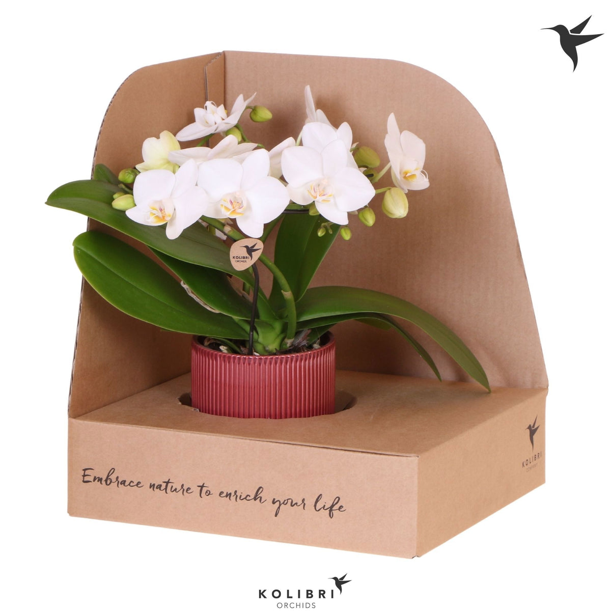 Phalaenopsis multiflora white 30cm 9cm Pot