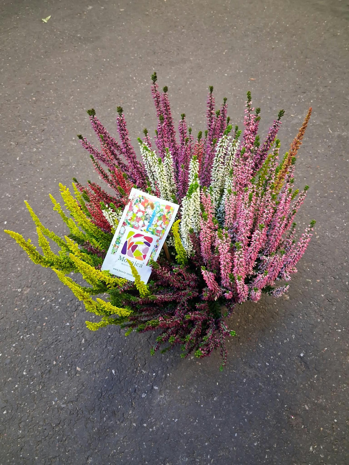 Calluna Beauty Ladies Mosaica 25cm 23cm Pot