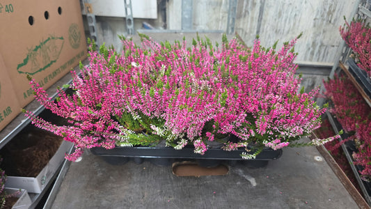 Calluna Garden Girls red 20cm 9cm Pot