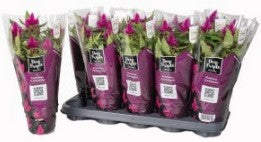 Celosia mix 32cm 12cm Pot