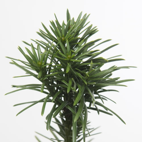 Cephalotaxus harringtonii 25cm 17cm Pot