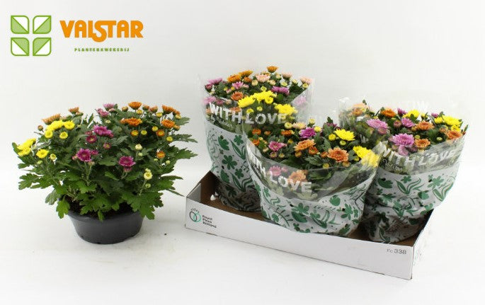 Chrysanthemum Elixer 28cm 23cm Pot