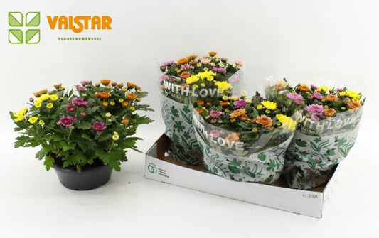 Chrysanthemum Elixer 28cm 23cm Pot