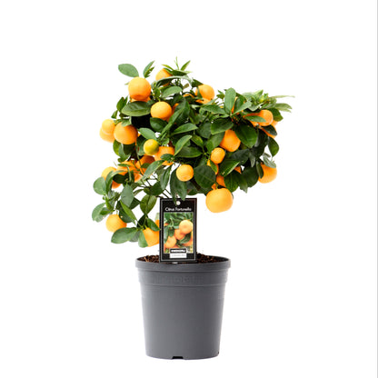 Citrus calamondin 38cm 15cm Pot