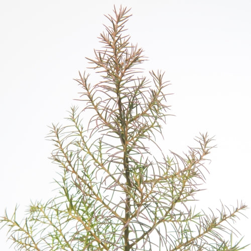 Cryptomeria Elegans 40cm 23cm Pot