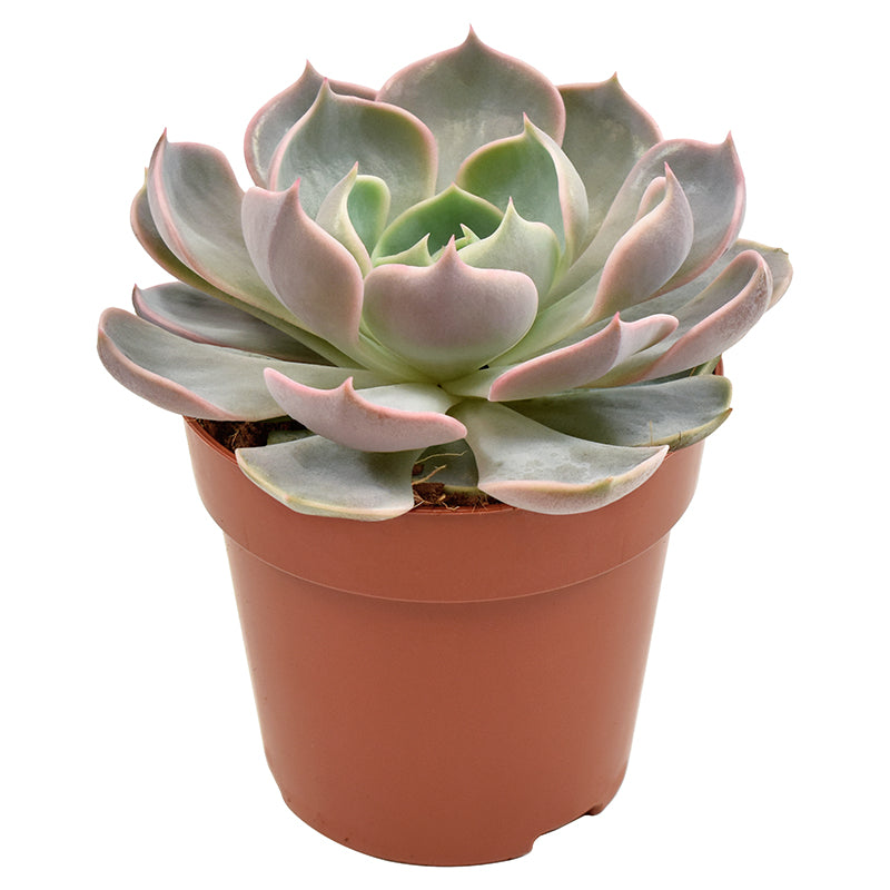 Echeveria Lotus 10cm 8.5cm Pot