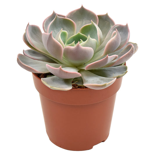 Echeveria Lotus 10cm Special Pot (508)