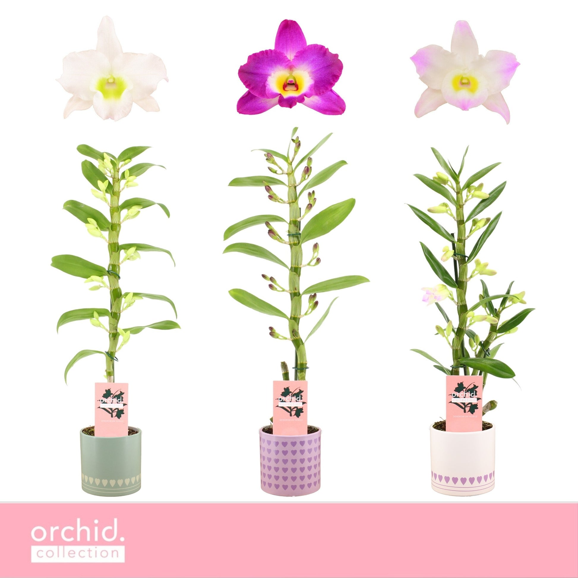 Dendrobium nobile mix 50cm 12cm Pot