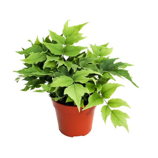 Cyrtomium falcatum 15cm Special Pot (508)