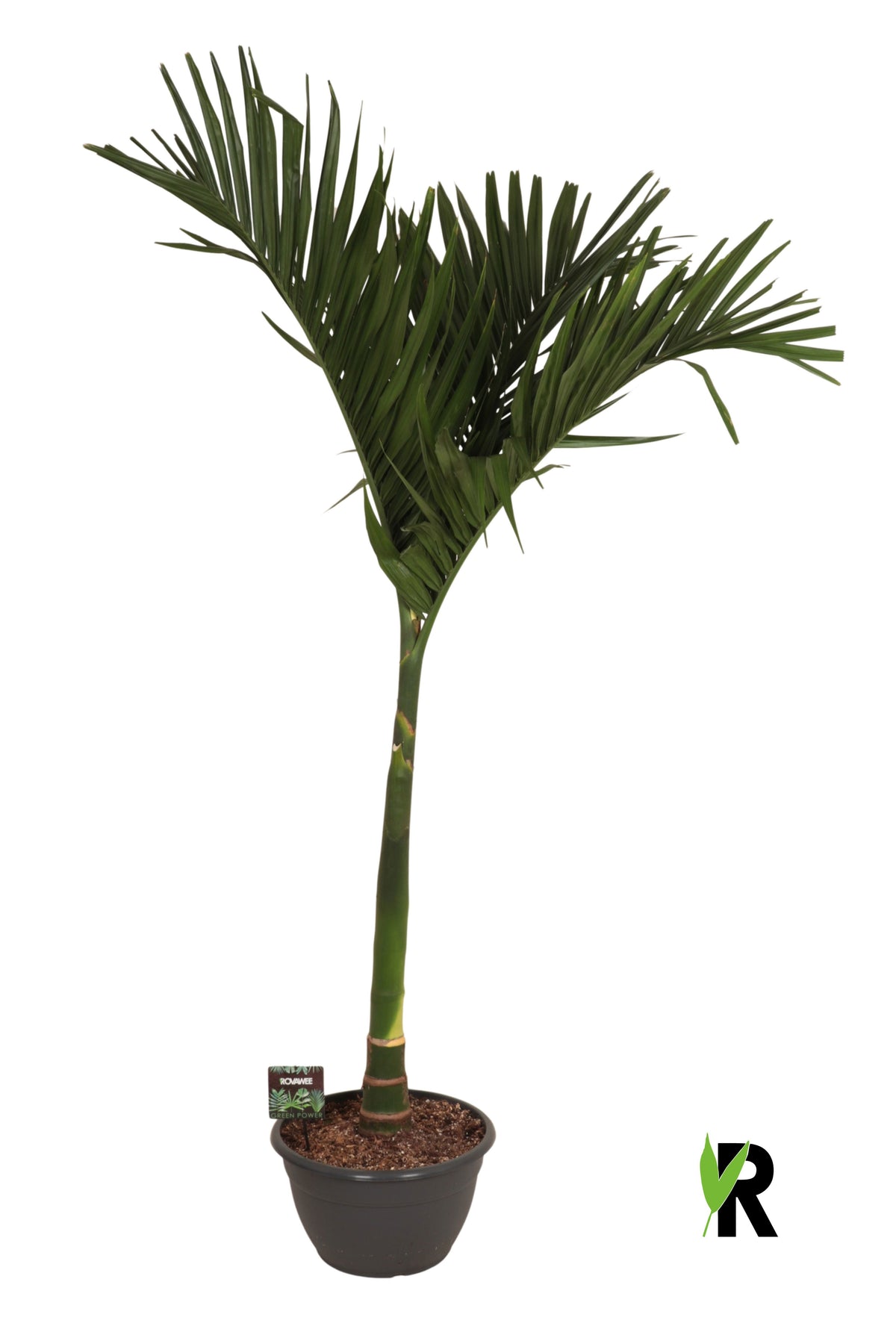 Areca catechu 200cm 45cm Pot