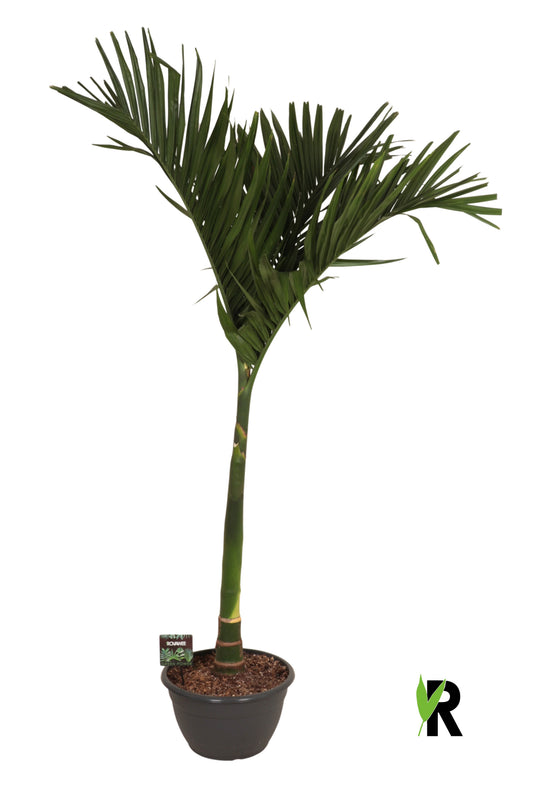 Areca catechu 200cm 45cm Pot
