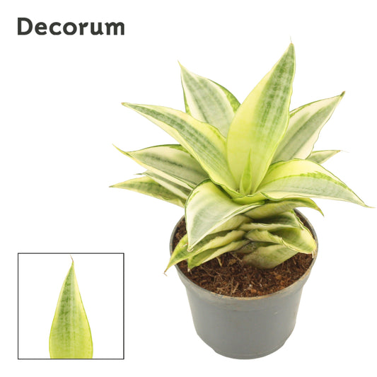 Sansevieria 11cm 6cm Pot