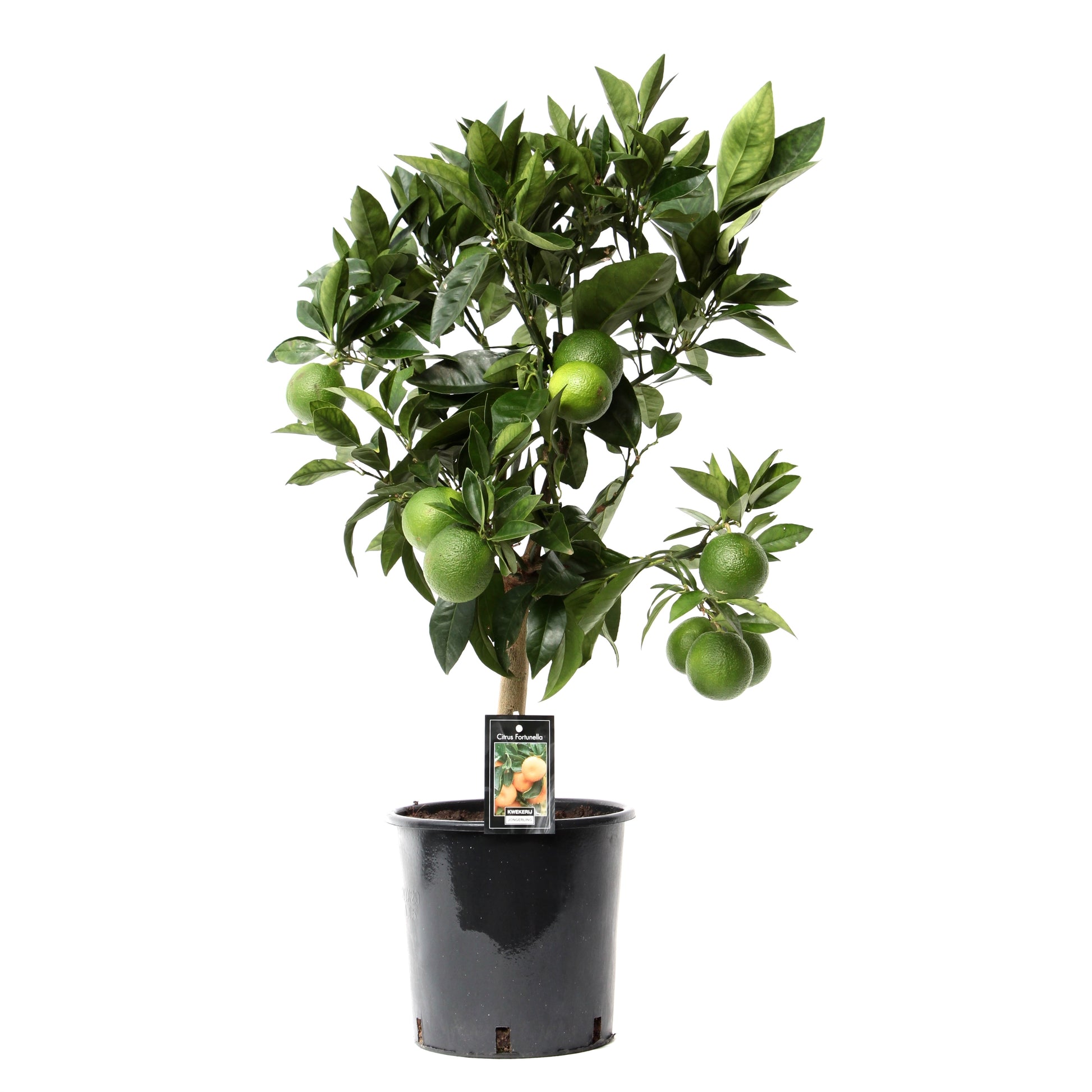 Citrus Red Orange standard 75cm 22cm Pot