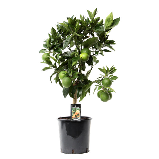 Citrus Red Orange standard 75cm 22cm Pot