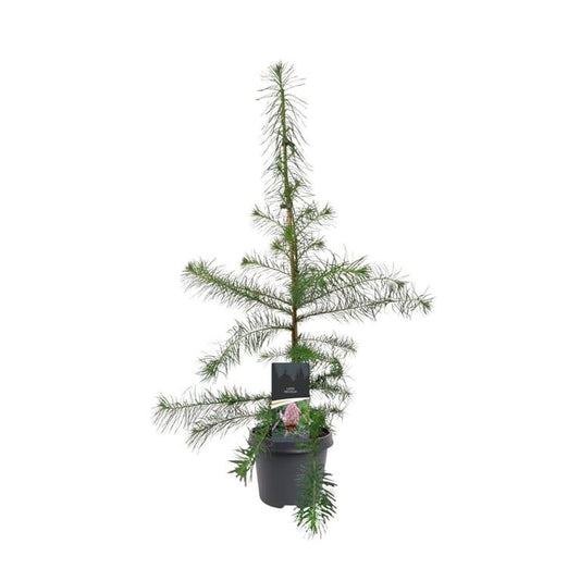Larix decidua 90cm 23cm Pot