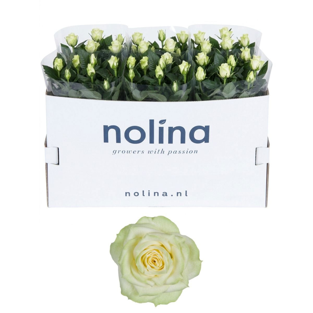 Rosa white 36cm 13cm Pot