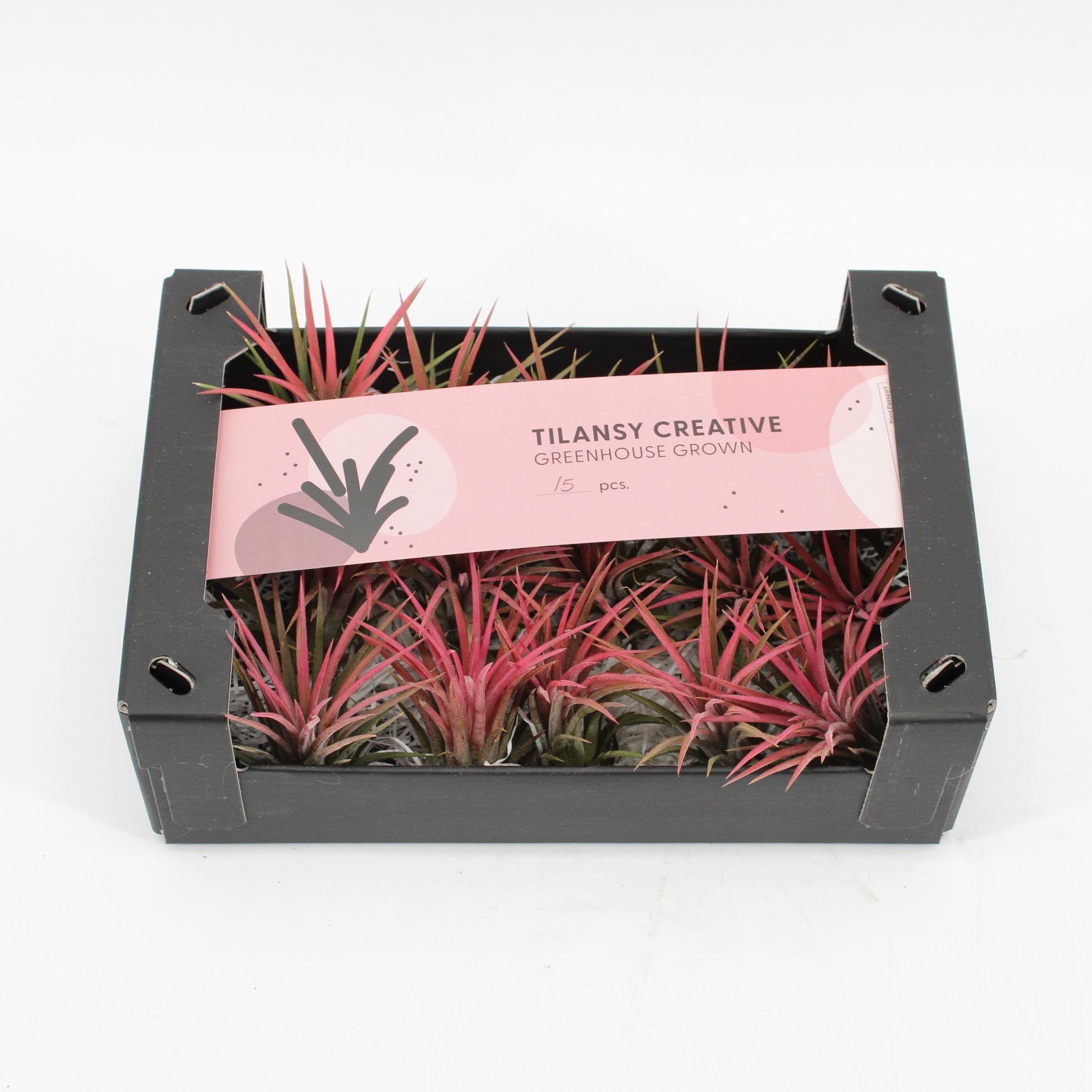 Tillandsia ionantha red 7cm 998cm Pot