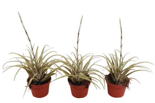 Guzmania Priscilla 55cm 15cm Pot