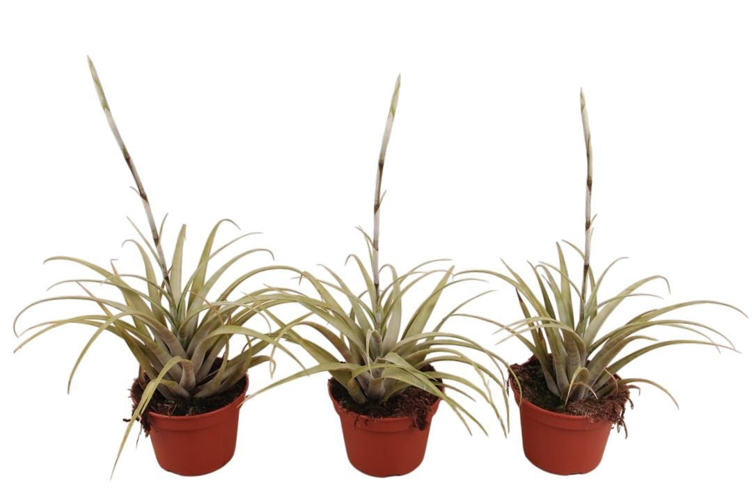 Rip Bromini BV Guzmania Priscilla Pack of 4