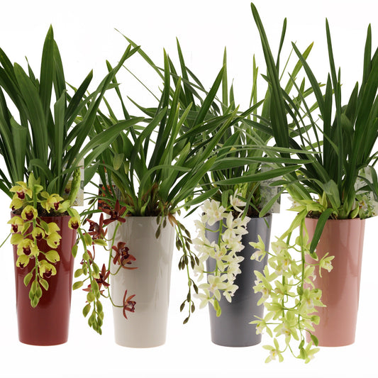 Cymbidium 60cm 14cm Pot
