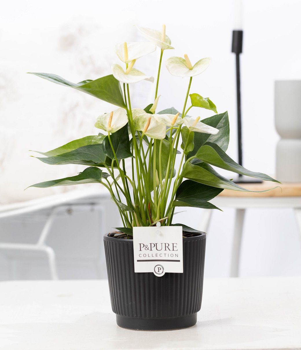 Anthurium andraeanum 45cm 12cm Pot