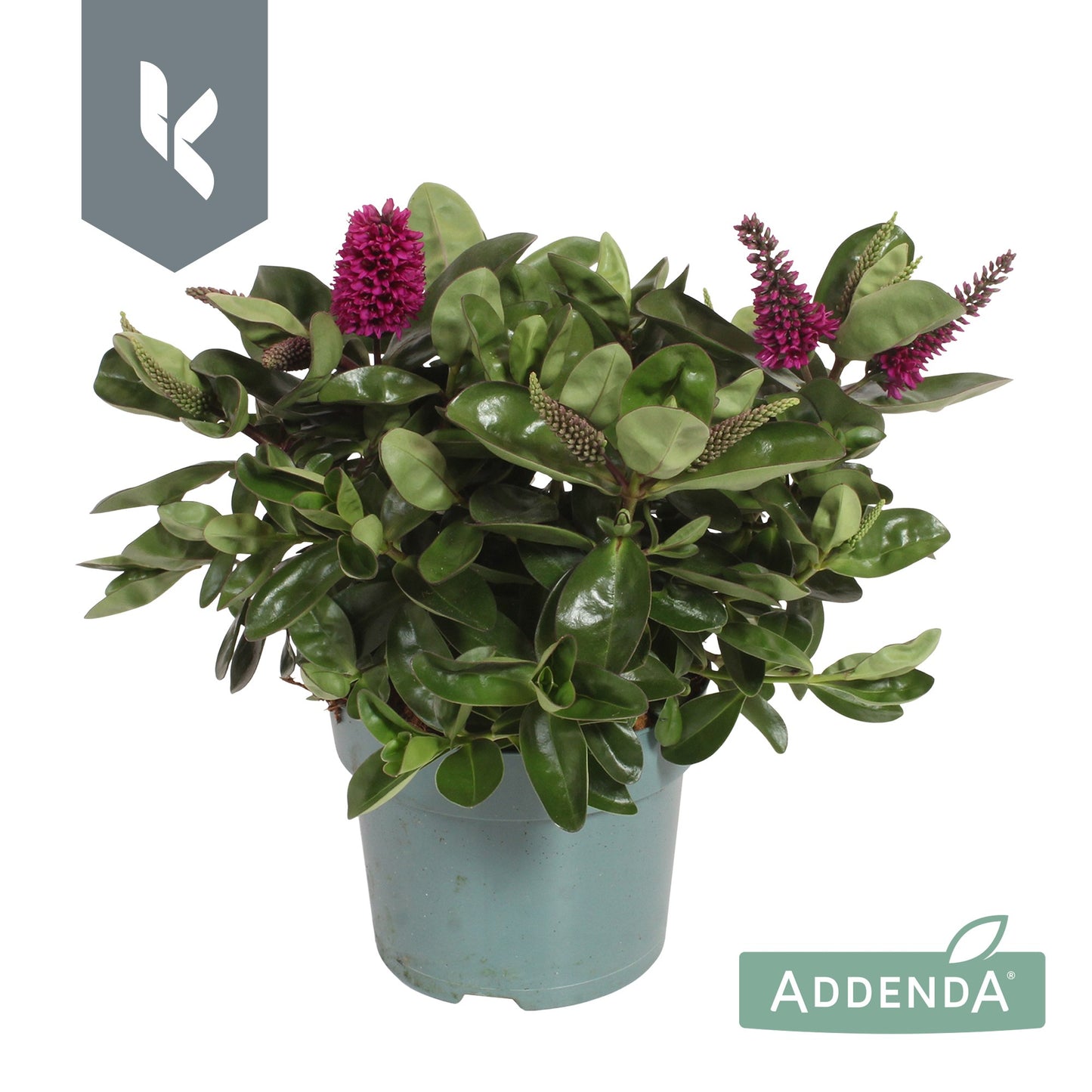 Hebe Hebedonna Alina 25cm 12cm Pot