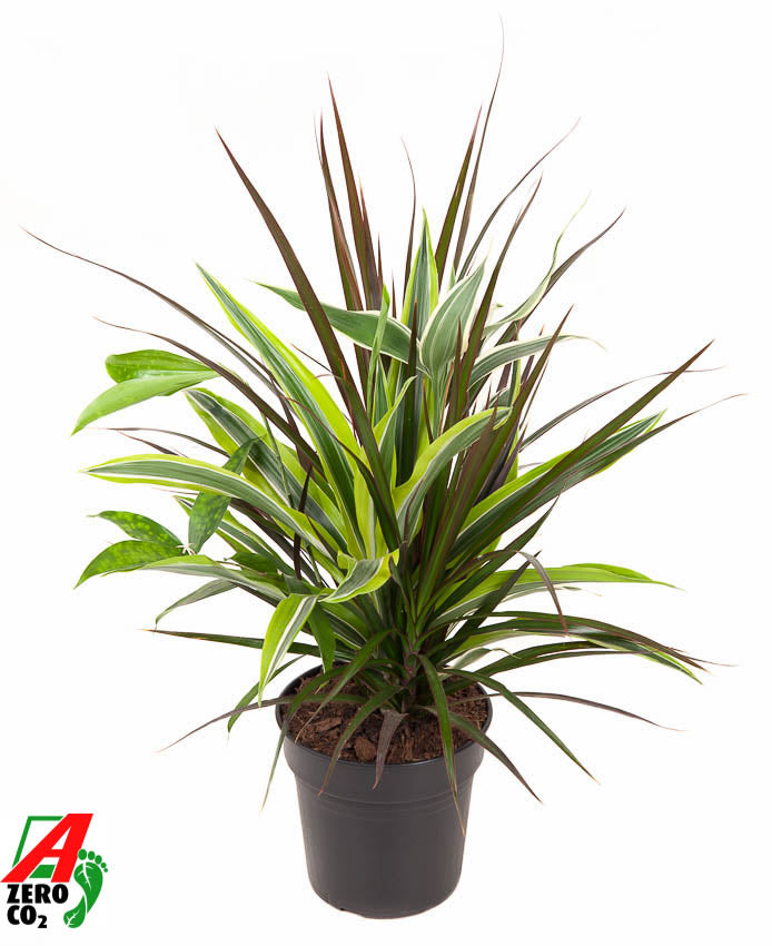 Ammerlaan Green Innovator Dracaena Combo Pack of 6