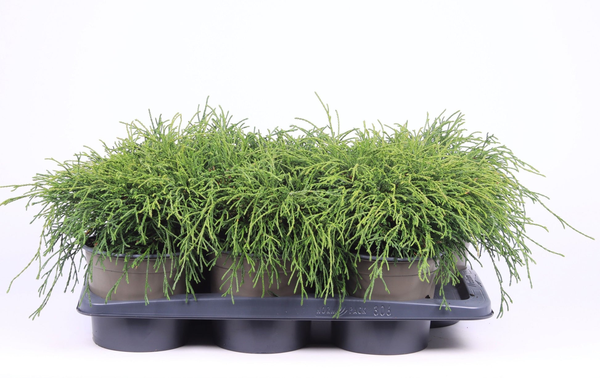 Chamaecyparis Filifera Nana 35cm 17cm Pot