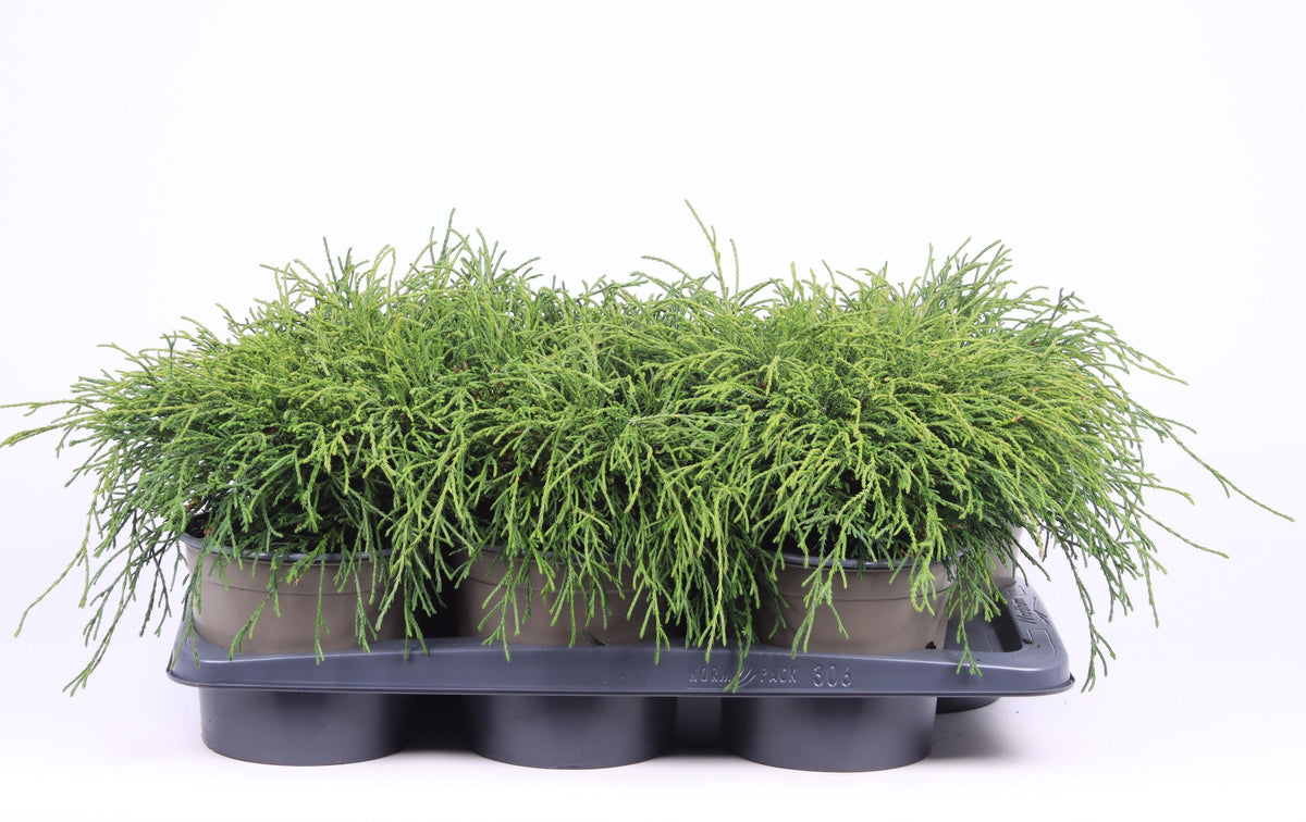 Chamaecyparis Filifera Nana 35cm 17cm Pot