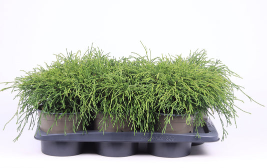 Chamaecyparis Filifera Nana 35cm 17cm Pot