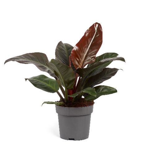 Ichtus Plants Philodendron Imperial Red Pack of 1