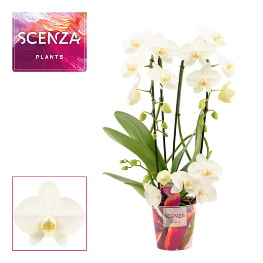 Phalaenopsis Tropic Snowball twirl 50cm 12cm Pot