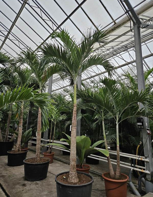 Carludovica palmata 450cm 85cm Pot