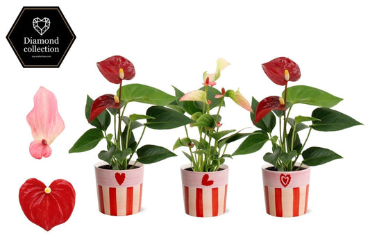 Anthurium mix 18cm 6cm Pot