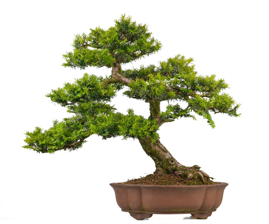 Taxus cuspidata 80cm 50cm Pot