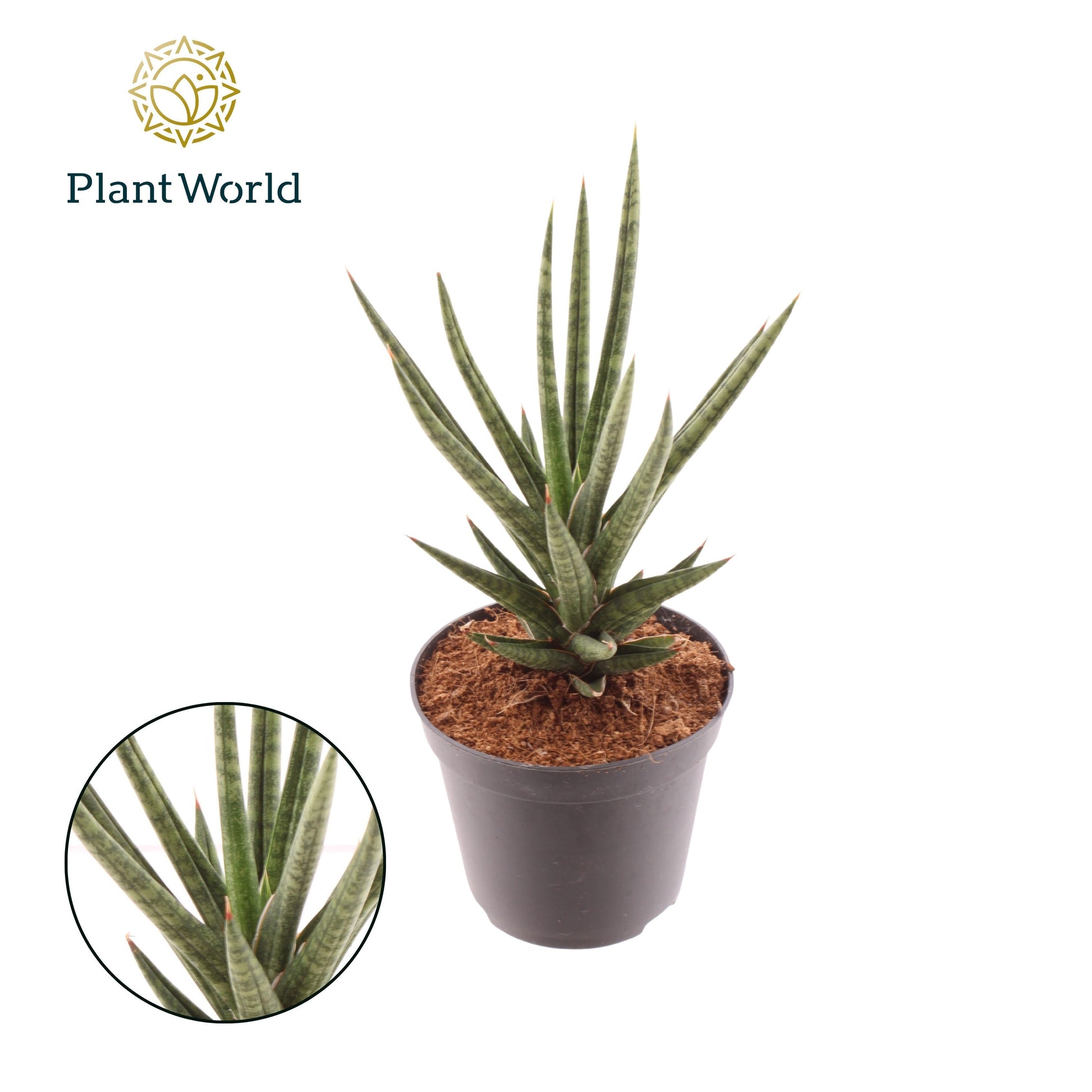 Sansevieria cylindrica 15cm Special Pot (508)