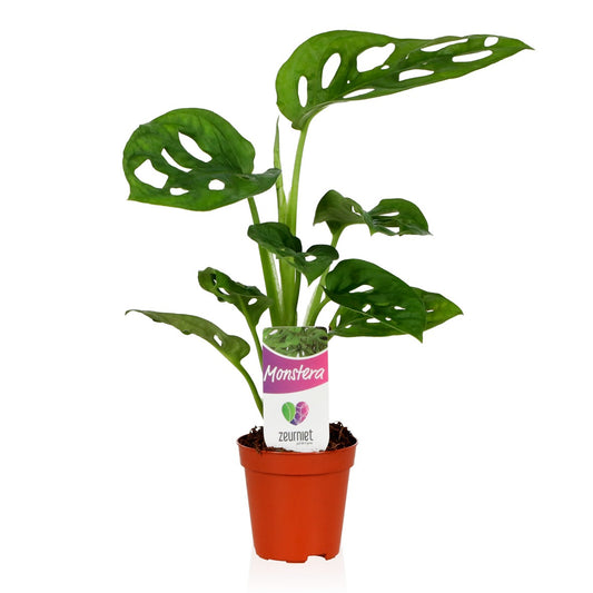 Monstera Monkey Leaf 25cm 505cm Pot