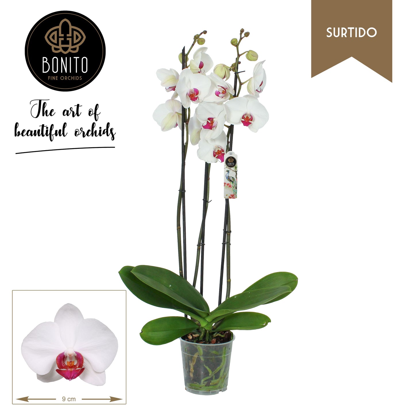 Phalaenopsis Red Kiss 75cm 12cm Pot