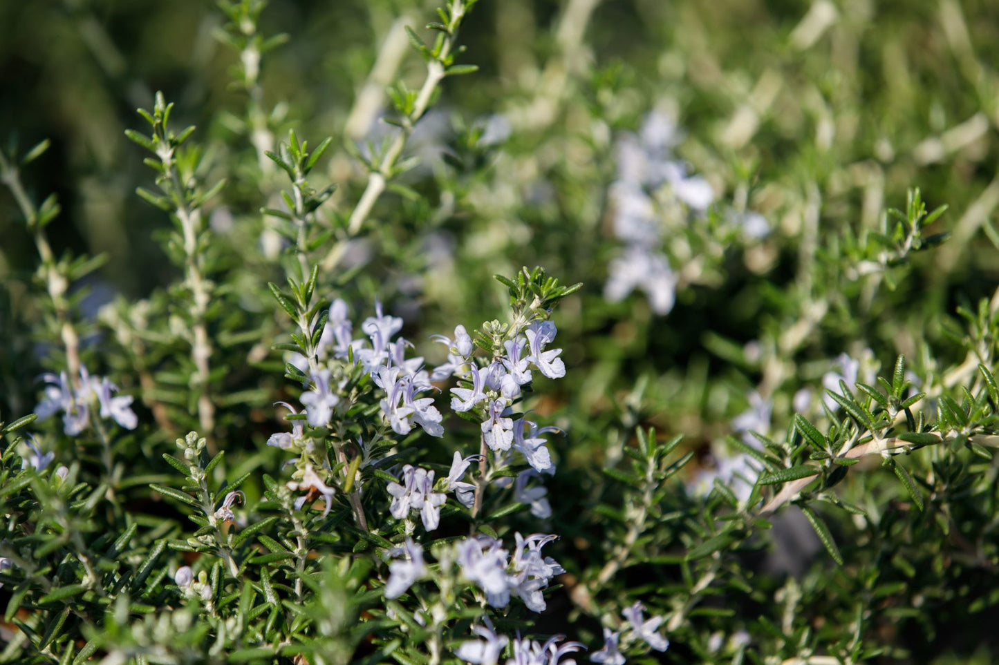 Rosmarinus officinalis Prostratus 40cm 17cm Pot