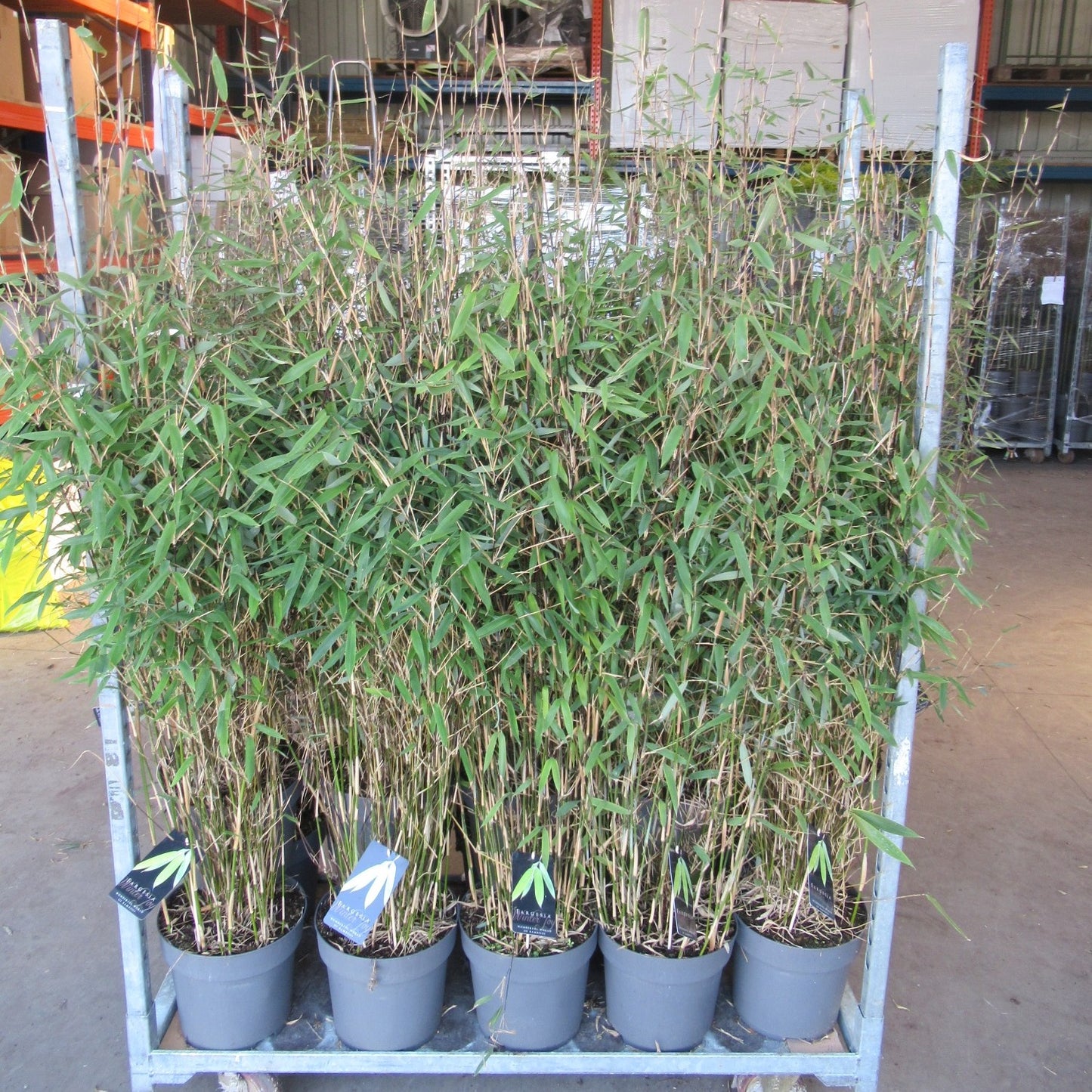 Fargesia nitida 140cm 27cm Pot