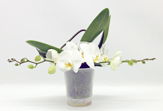 Phalaenopsis white 30cm 12cm Pot