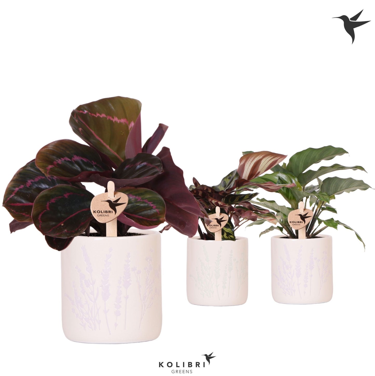 Calathea mix 23cm 9cm Pot