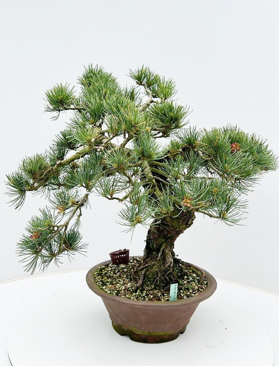 Pinus parviflora 55cm 26cm Pot